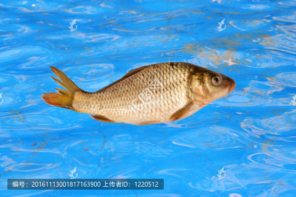 在水背景下的鯉魚(yú)