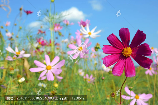 草地上的花