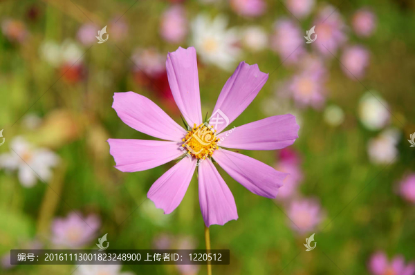 草地上的花