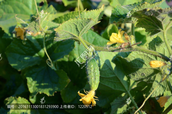 蔬菜園上的黃瓜