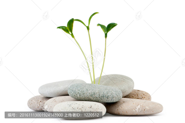 卵石與幼苗-另類醫(yī)學(xué)概念