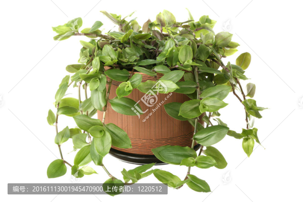 紫露草