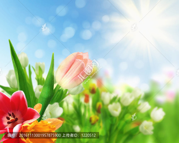 郁金香花田