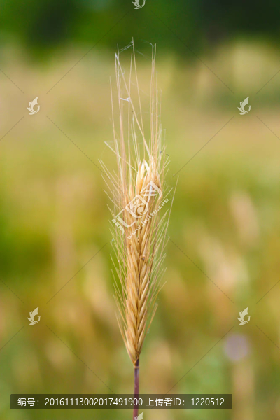綠色背景上的小麥穗