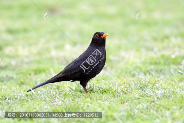 黑鳥(niǎo)