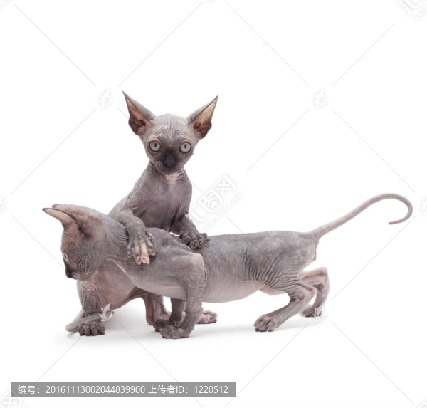 獅身人面像的小貓