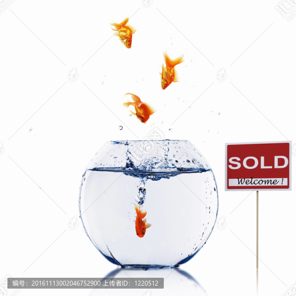 在一個魚缸里的金魚