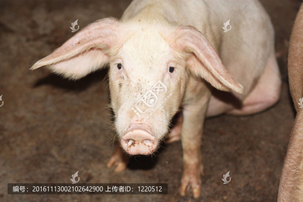 靠近小豬在中國的農(nóng)場