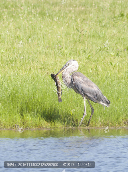 藍(lán)鷺銜魚。