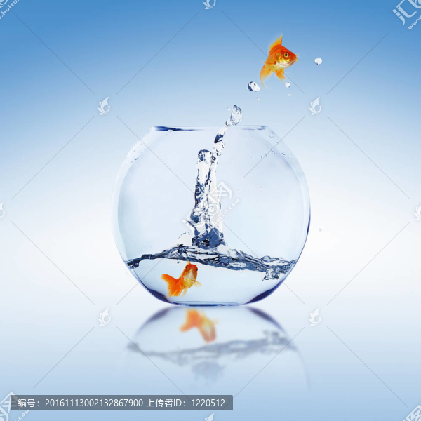 在一個魚缸里的金魚