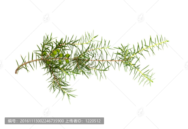 白色背景下的圣誕綠色框架