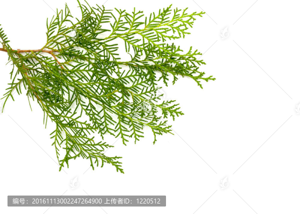 白色背景下的圣誕綠色框架