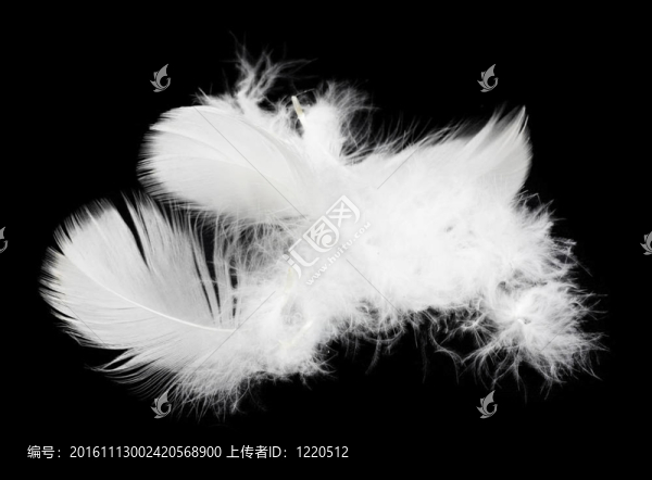 白色背景上的白色羽毛