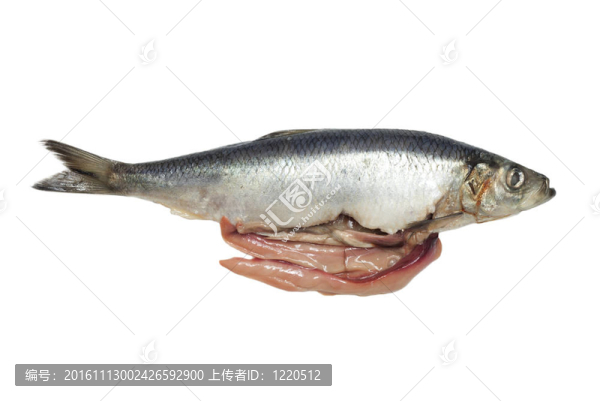 在白色背景上腌鯡魚
