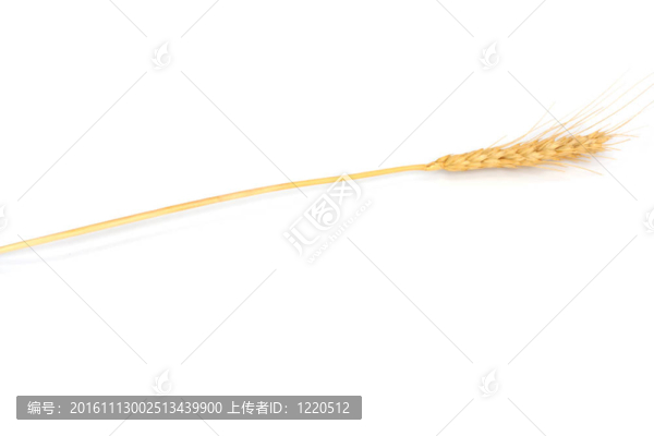 白色背景上的小麥