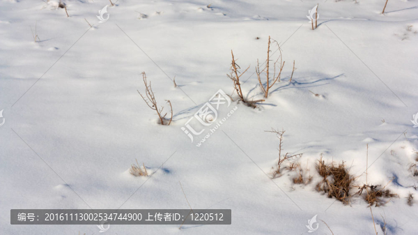 雪面干植物