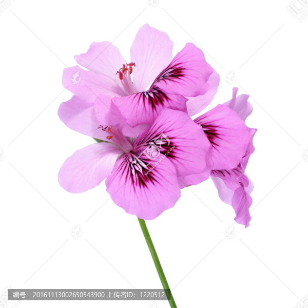 紫羅蘭花