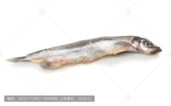 關(guān)閉了一個沙丁魚在白色背景上的一個小小的影子。