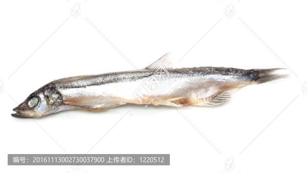 關(guān)閉了一個沙丁魚在白色背景上的一個小小的影子。