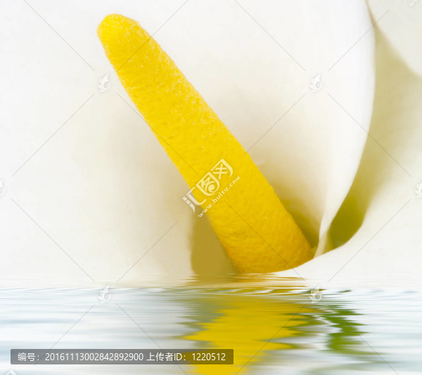 白色的花；反射水馬蹄蓮；Zantedeschia,aethiopica
