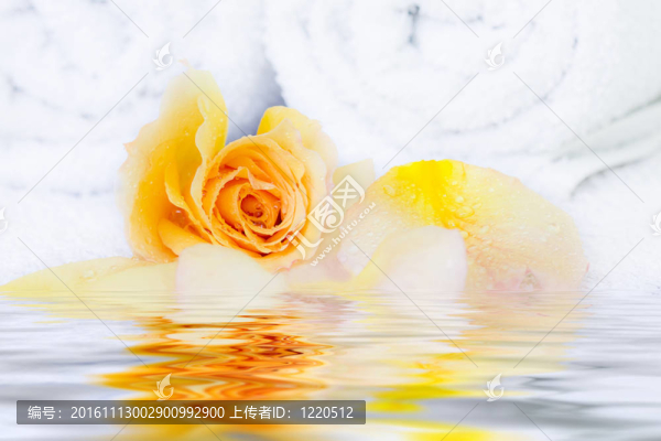 玫瑰花瓣與毛巾；水療和健康的概念