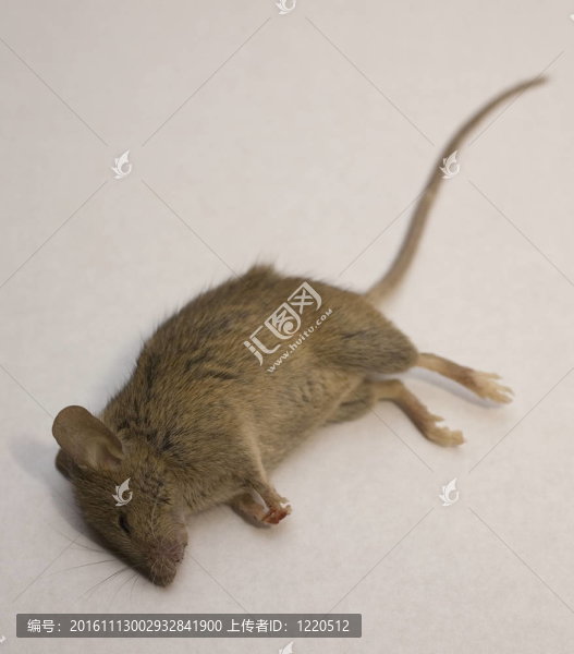 白色死老鼠