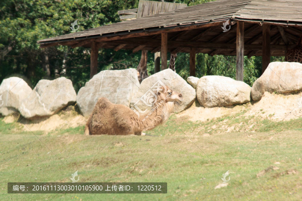 單峰駱駝