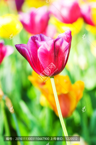 郁金香花在公園