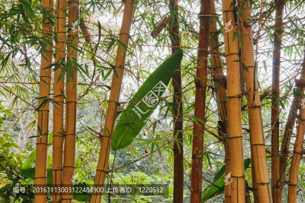 竹桿樹