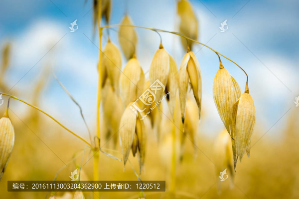 燕麥