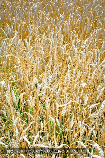 小麥-匯圖網(wǎng) www.fosd68.com 小麥