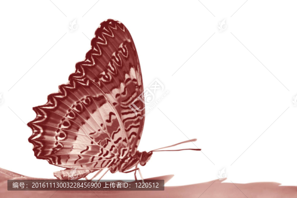 蝴蝶