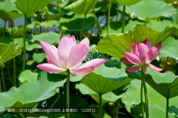 水百合
