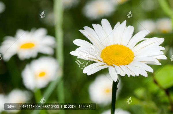 洋甘菊靠近草甸