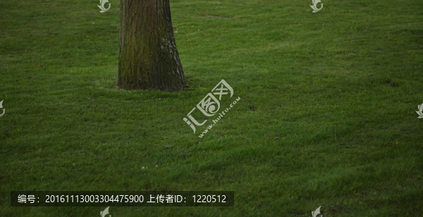 花園公園里的樹(shù)木