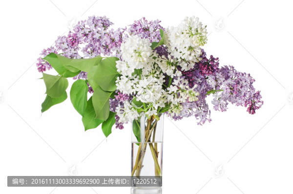 美麗的丁香花白色