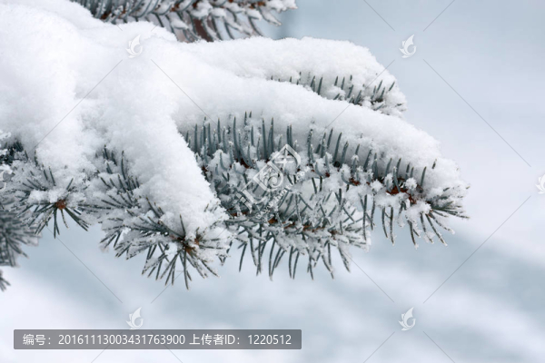 冬季冷杉樹