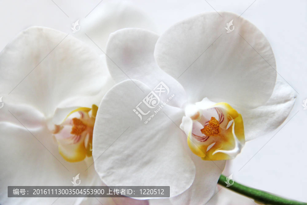 白蘭花