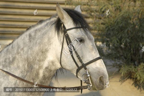 安達(dá)盧西亞馬