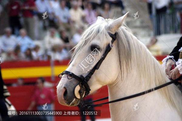 安達(dá)盧西亞馬
