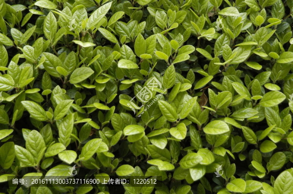 植物芽的質(zhì)地