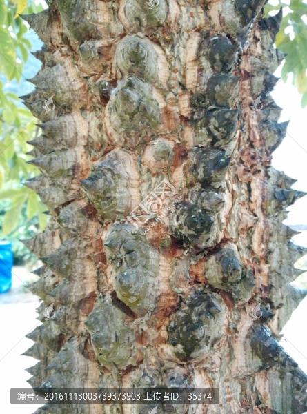 木棉樹皮