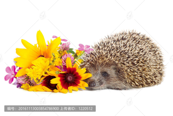 刺猬花