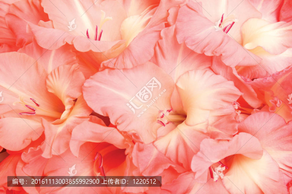 gladioluses