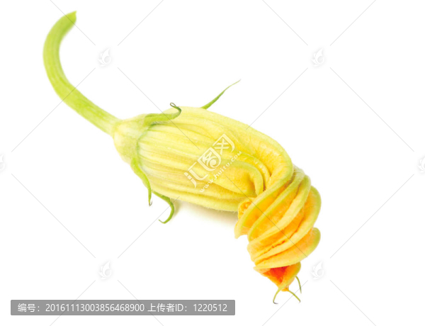 葫蘆花