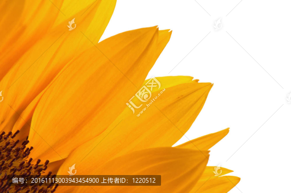 向日葵之花
