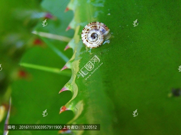 濕Aloe,Vera葉上的小蝸牛