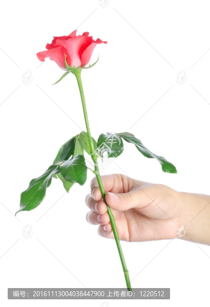 玫瑰在手