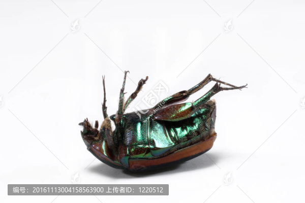 綠色六月蟲甲蟲死宏白色背景