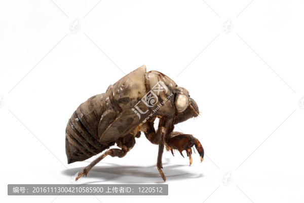 一個幼蟲cicado棚外骨骼白宏